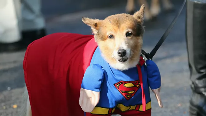 superman halloween dog costume