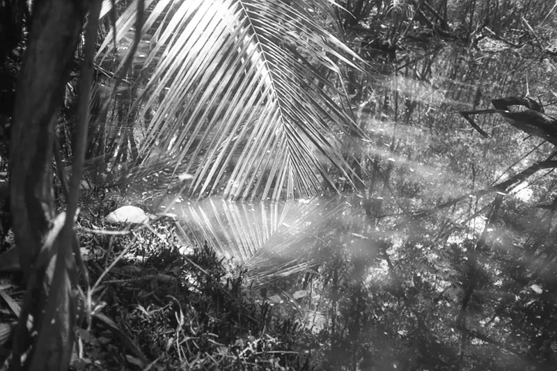Image: Mariola Rosaria enjoyed spending time in and photographing the Reserva Natural de Humacao in Puerto Rico before Hurricane Maria wiped it out this fall.