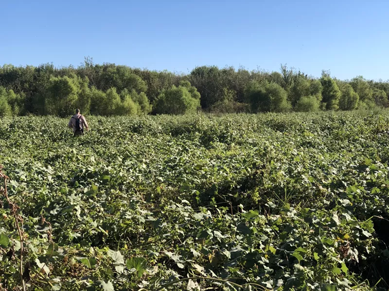 Image: Ben Sandifer walks through a sea of greenery in the Trinity Forest.