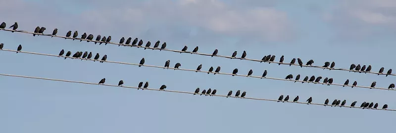 Image: In Dallas County, elected judges are like crows on the phone wires. Whenever the county flips its party identity, judges just hop to the other wire.