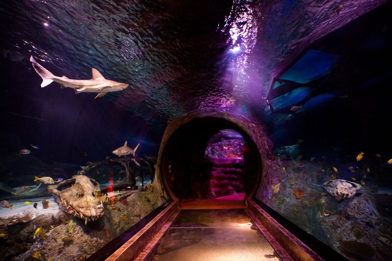 Go for a walk with several species of sharks at the Sea Life Grapevine Aquarium in its underwater shark walk tunnel.