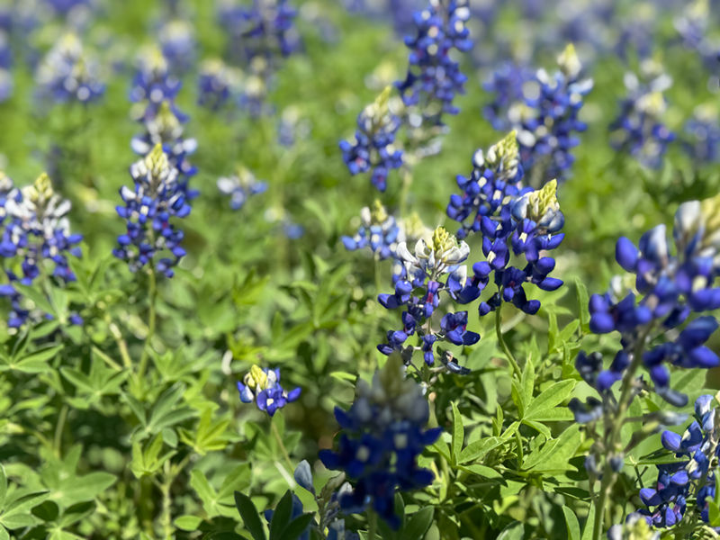 Image: Bluebonnets