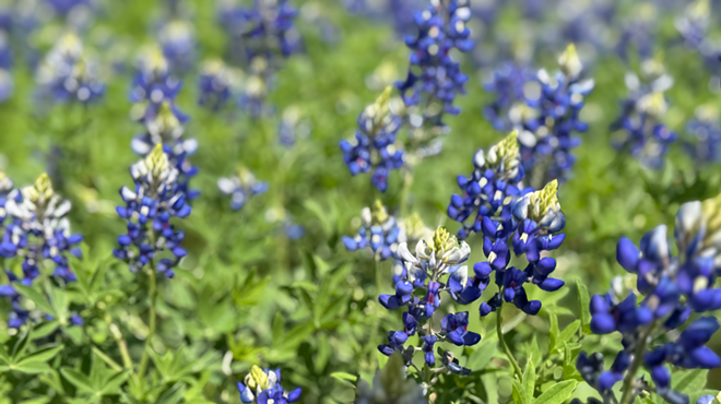Bluebonnets