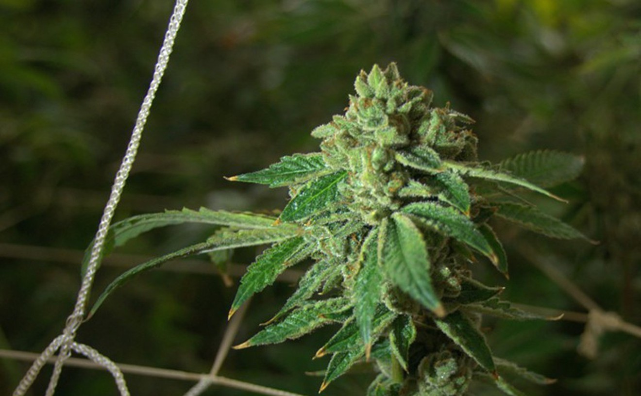 Marijuana To Be Rescheduled in U.S. What Does That Mean for Texas?