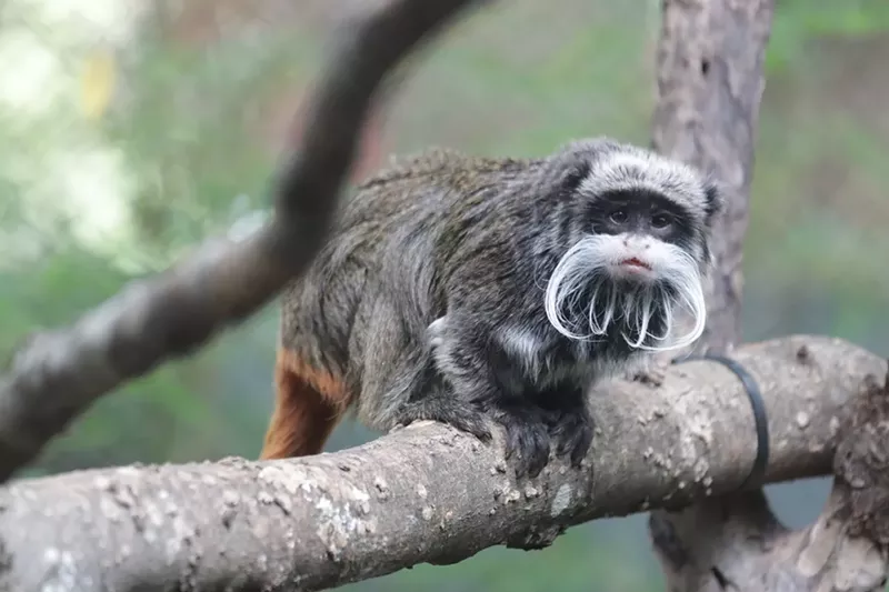 Image: Two emperor tamarin monkeys were stolen from the Dallas Zoo in 2023.
