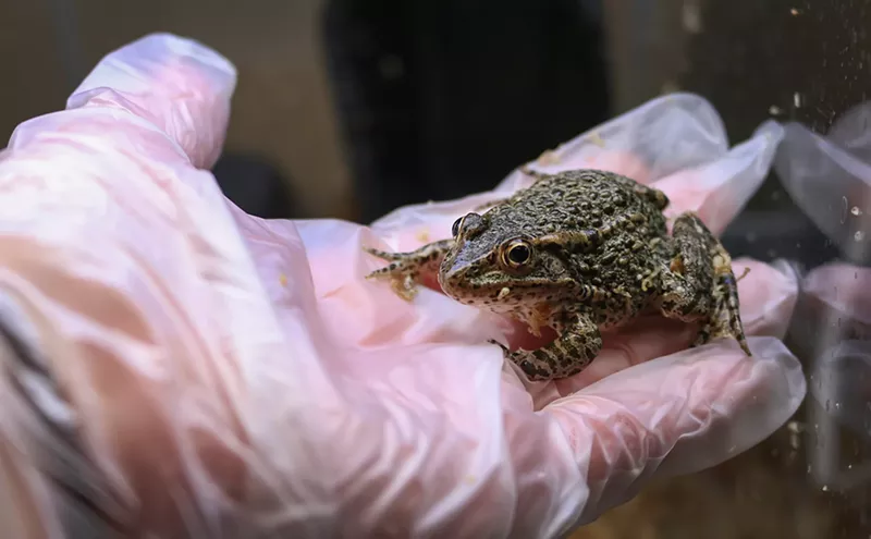 Image: National Geographic Society Awards Two Dallas Zoo Staffers Grants for Their Projects on Penguins and Amphibians