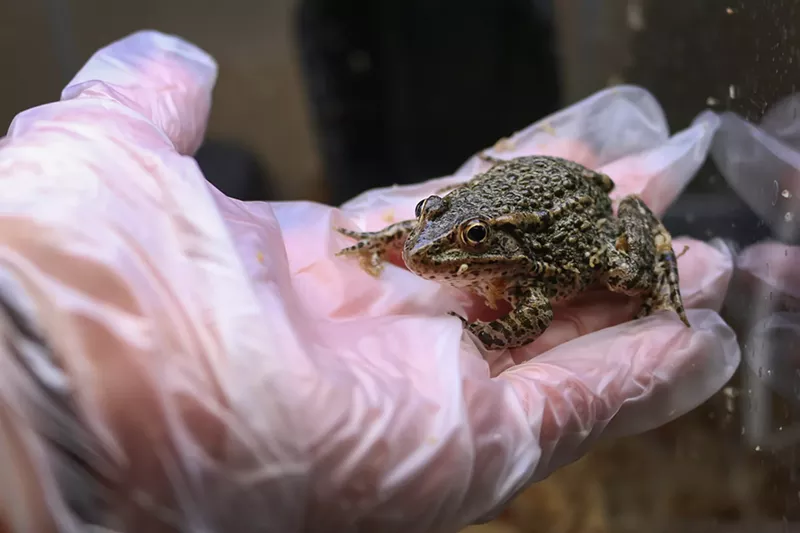 Image: Dusky gopher frog