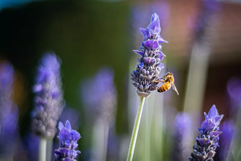 Image: Nature lovers are working to save the state's bees.