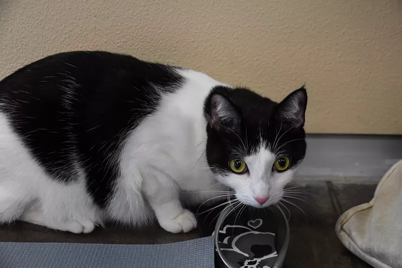 Image: Arlington Animal Services told the Observer that the shelter is practicing "appropriate hygiene" protocols.