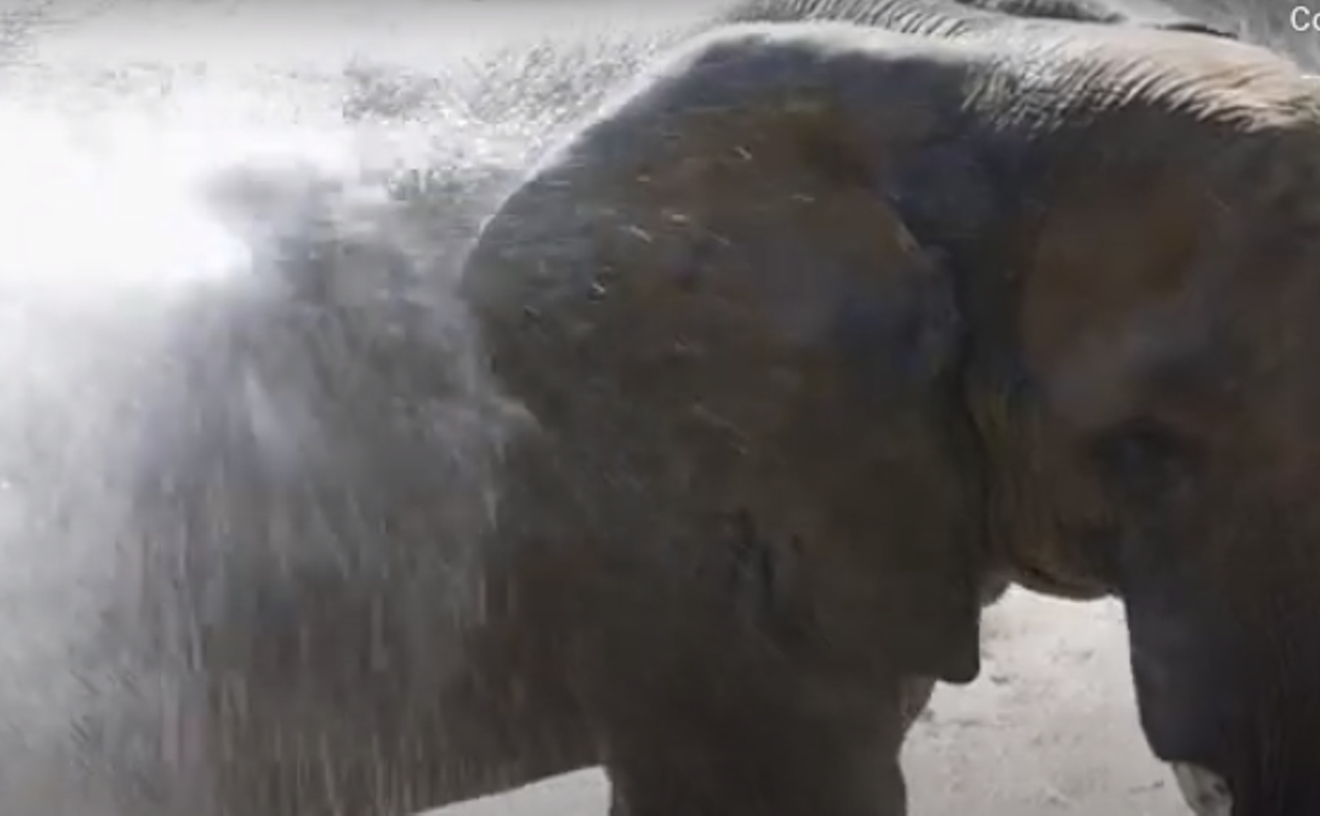 Dallas Zoo Helps Its Big Animals Cool Off: Watch the Video