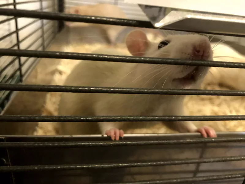 Image: DFW Rat Rescue adopts and finds loving homes for domesticated rats that founder and co-operator Mary Matthews says are sweet, social and friendly just "like small dogs."