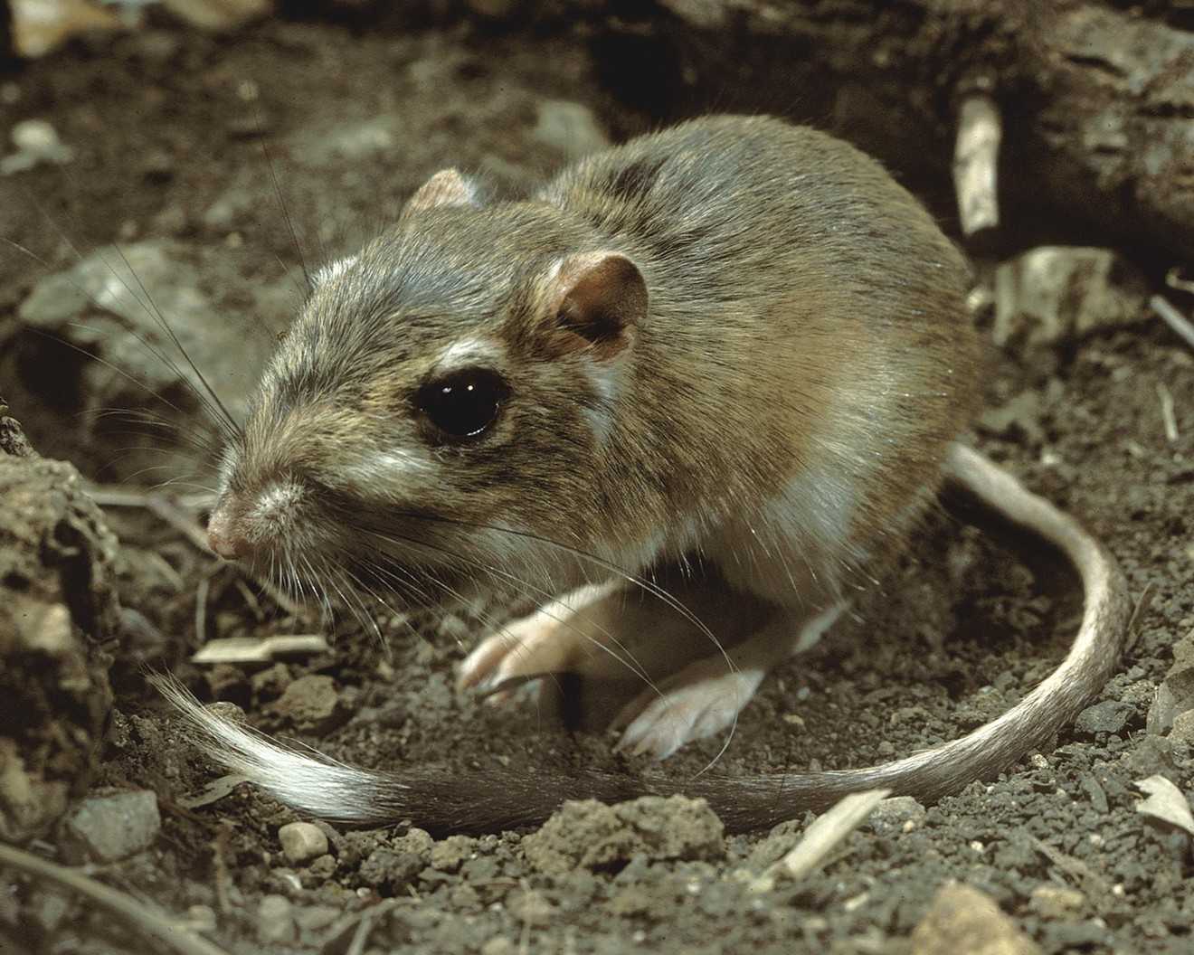 You can't see it in this photo, but the Texas kangaroo rat also has a white belly.