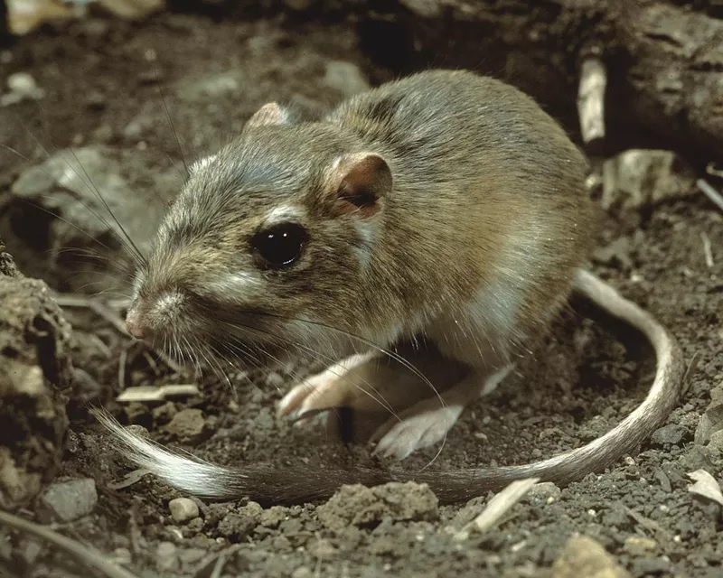 Image: You can't see it in this photo, but the Texas kangaroo rat also has a white belly.