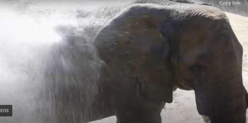 Image: The Dallas Zoo's male elephant, Tendaji, gets a cool shower from a water cannon as Dallas cooks under extreme heat.