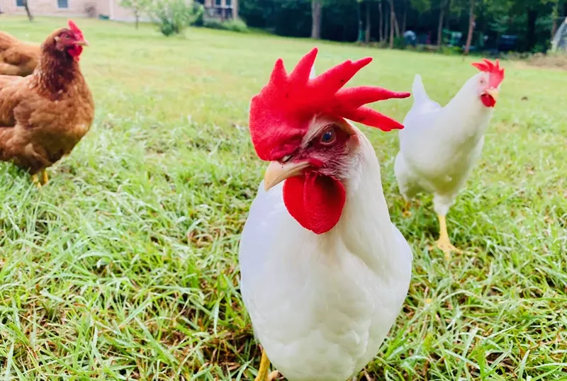 Image: Project Pollo isn't cluckin' around about saving chickens.