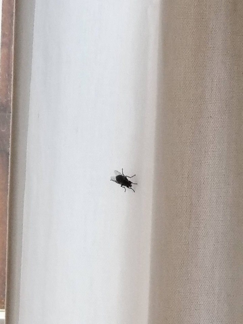 Lakewood resident Sonali Kumar said the flies in her home are at least half an inch long. A gray fly with stripes and no protruding biting mouth parts means this fly is most likely just a house fly.