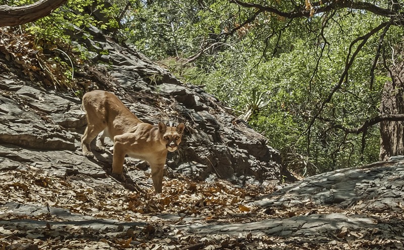 Mountain lions could soon get safer in Texas.