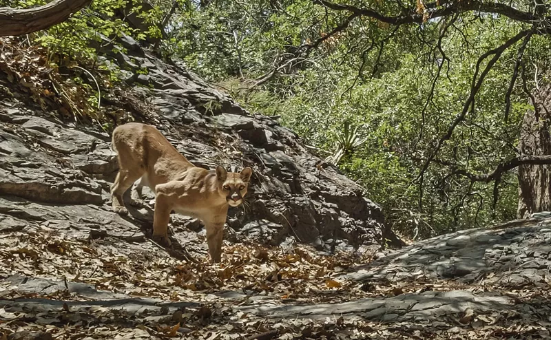 Image: Mountain lions could soon get safer in Texas.