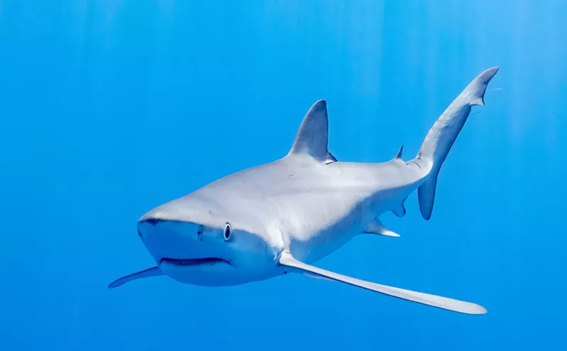 Image: SeaQuest Fort Worth Shuts Down After Animal Abuse Allegations