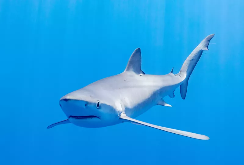 Image: A shark in the ocean.