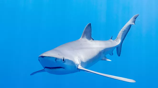 A shark in the ocean.