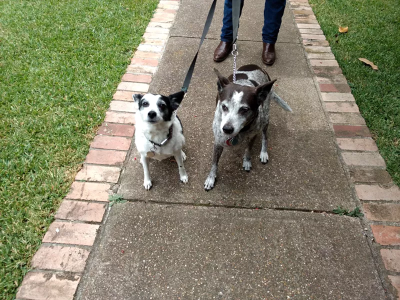 Image: Penny (left) chases coyotes five times her size; Dorothy lived on diet of cats and squirrels her first two years. You really want to leave your dog off the leash next to mine?