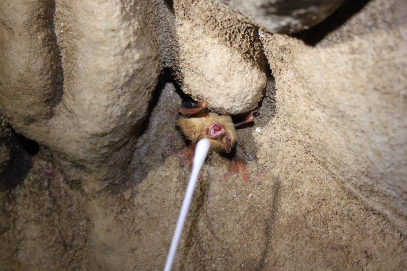 A tri-colored bat gets swabbed in a search for a lethal fungus that's destroying bat populations across the eastern U.S.