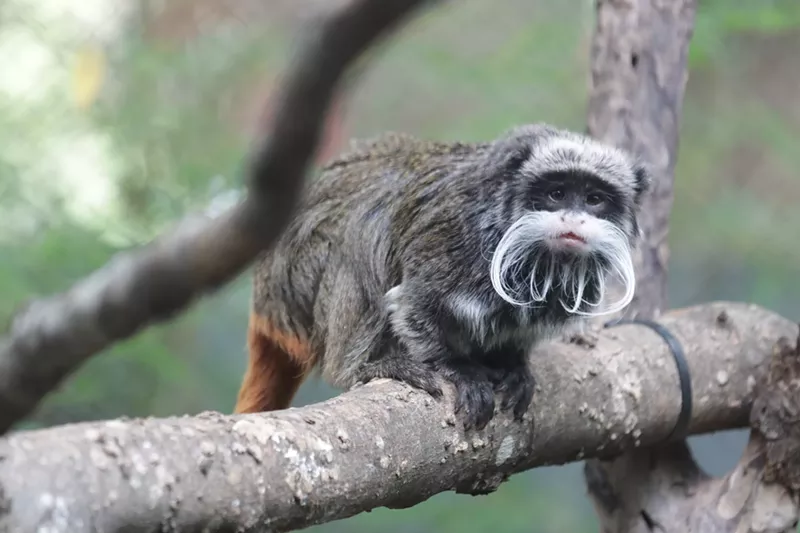 Image: The two missing emperor tamarin monkeys were safely returned to the Dallas Zoo by Dallas police.