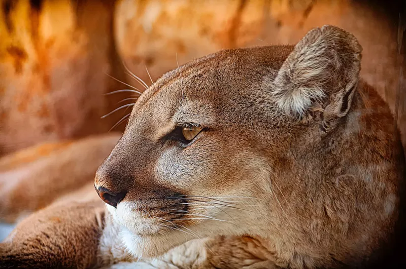 Image: This big, wild Texas cat may need a helping hand from state wildlife regulators.