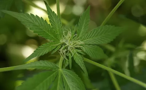 Image: Texas THC Ban Wouldn't Be Unique, Arkansas Already Did It