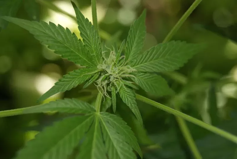 Image: marijuana plant