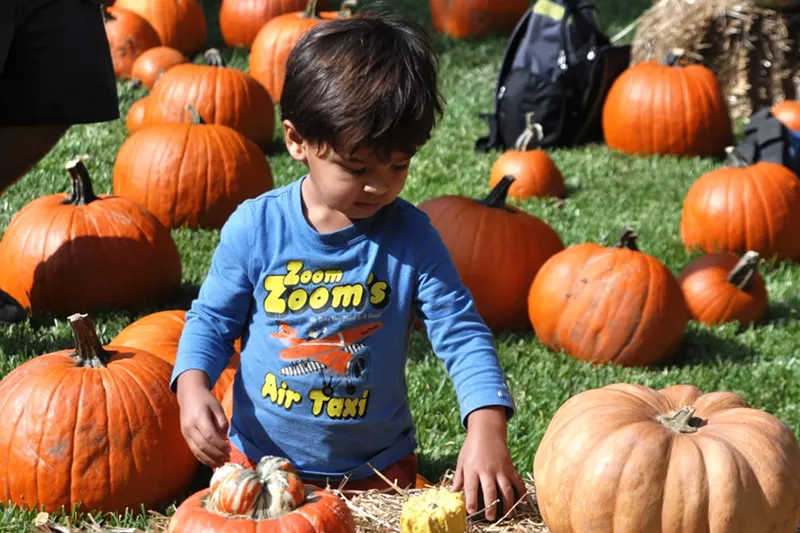 Image: Pick your perfect pumpkin this weekend at Lola's Pumpkin Patch. Adorable child not included.