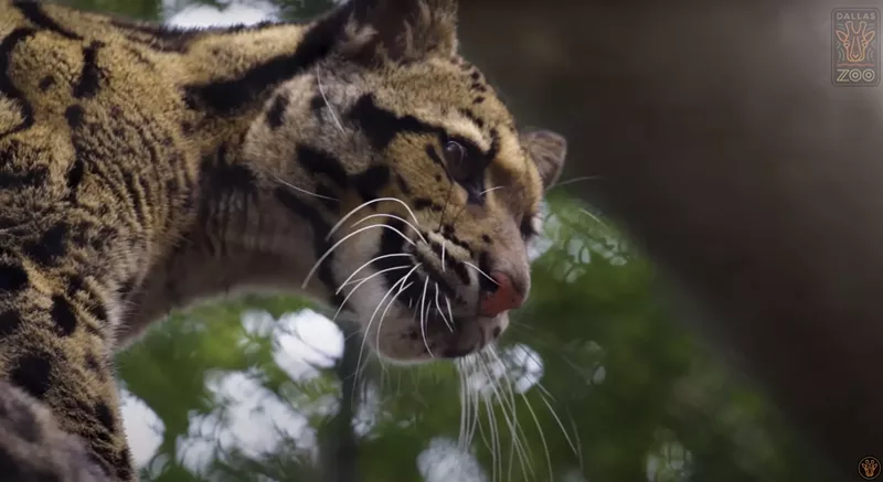 Image: Last year, the Dallas Zoo posted a video of the two clouded leopards it received from the Houston Zoo in 2021. On Friday, one of them went missing.