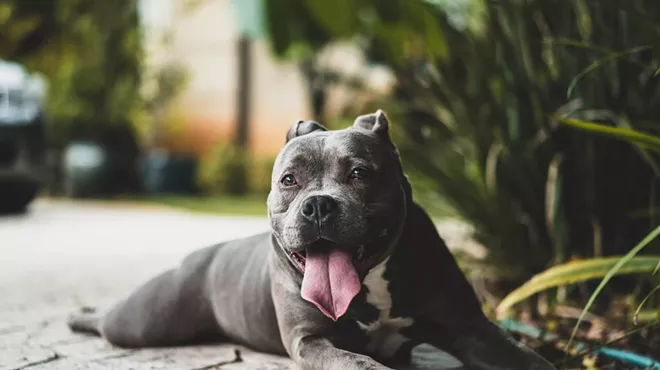 Pit bull dogs are in plentiful supply at local animal shelters.