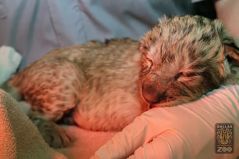 Image: The baby lion Bahati, just after birth.