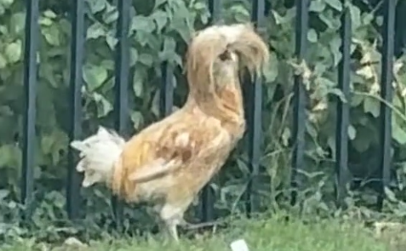 The Legend of Ringo, the Feral Dread-Head Chicken of Dallas