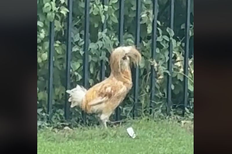 Behold Ringo, the feral dread-head chicken of North Dallas.