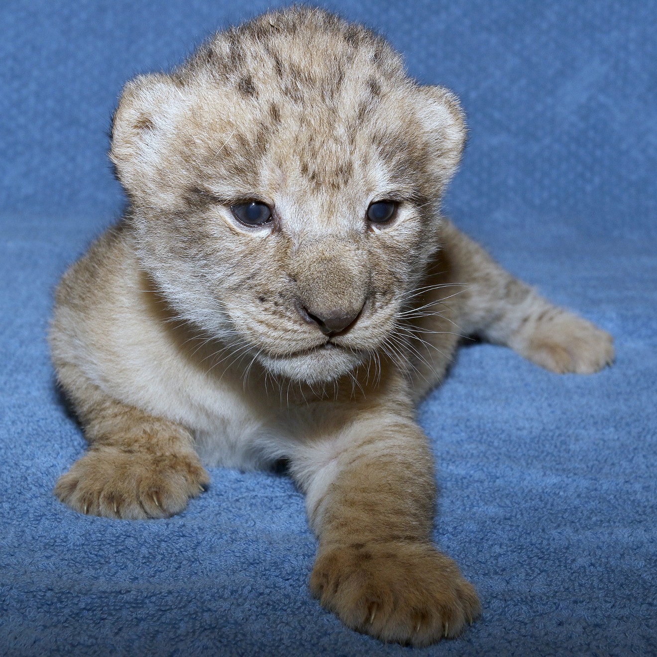 Little Simba was based on videos provided by the Dallas Zoo.
