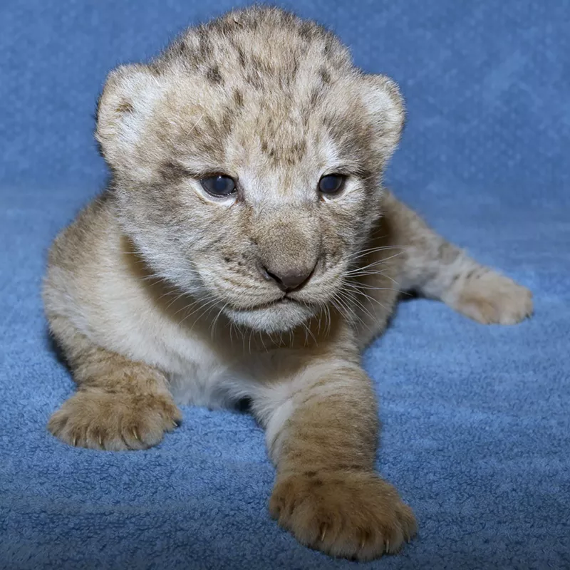 Image: Little Simba was based on videos provided by the Dallas Zoo.