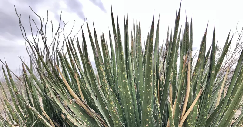Image: The desert land of Texas has gained attention for its food.