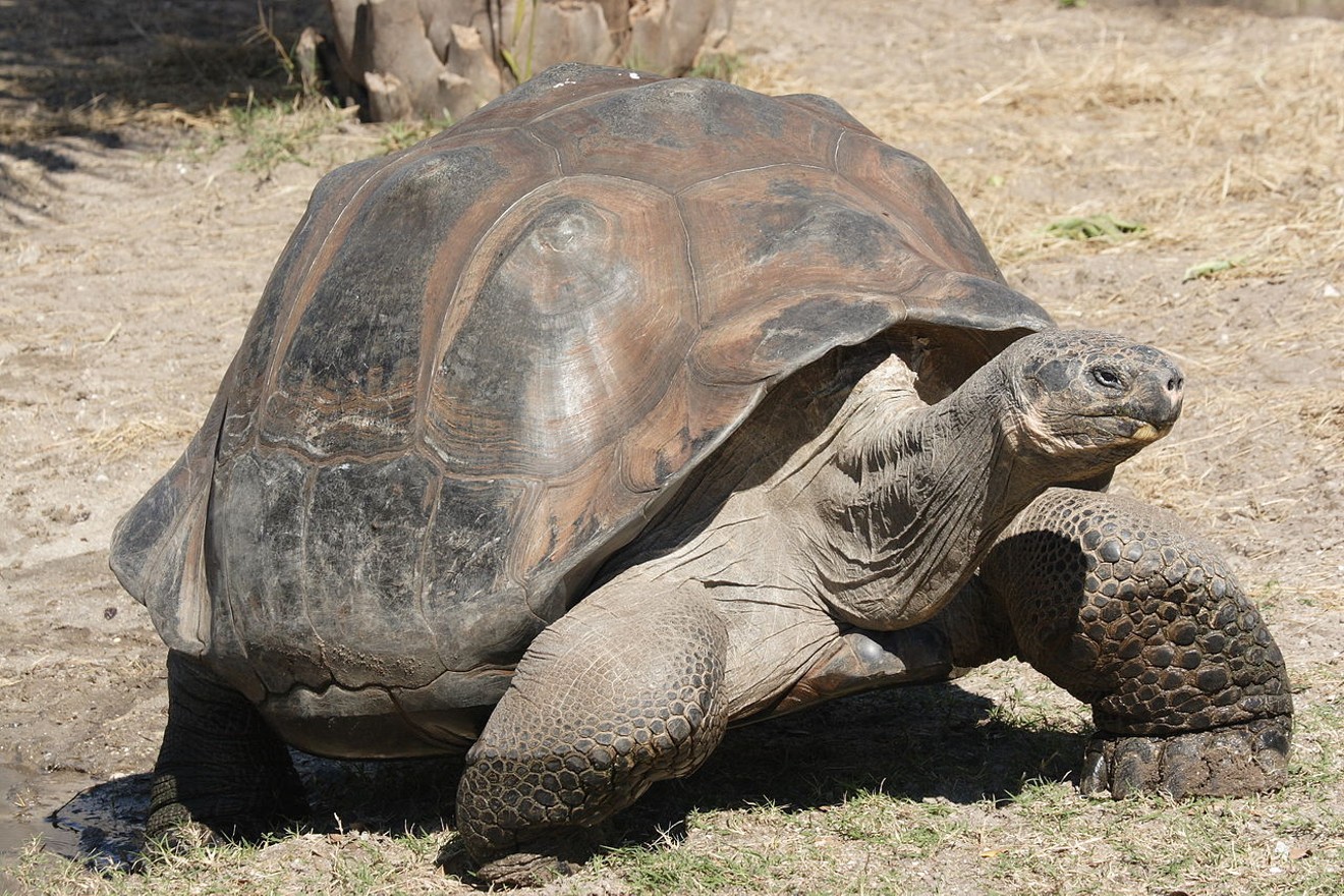 Huge, old public school districts are like tortoises. Getting them to move requires offering the right motivation.