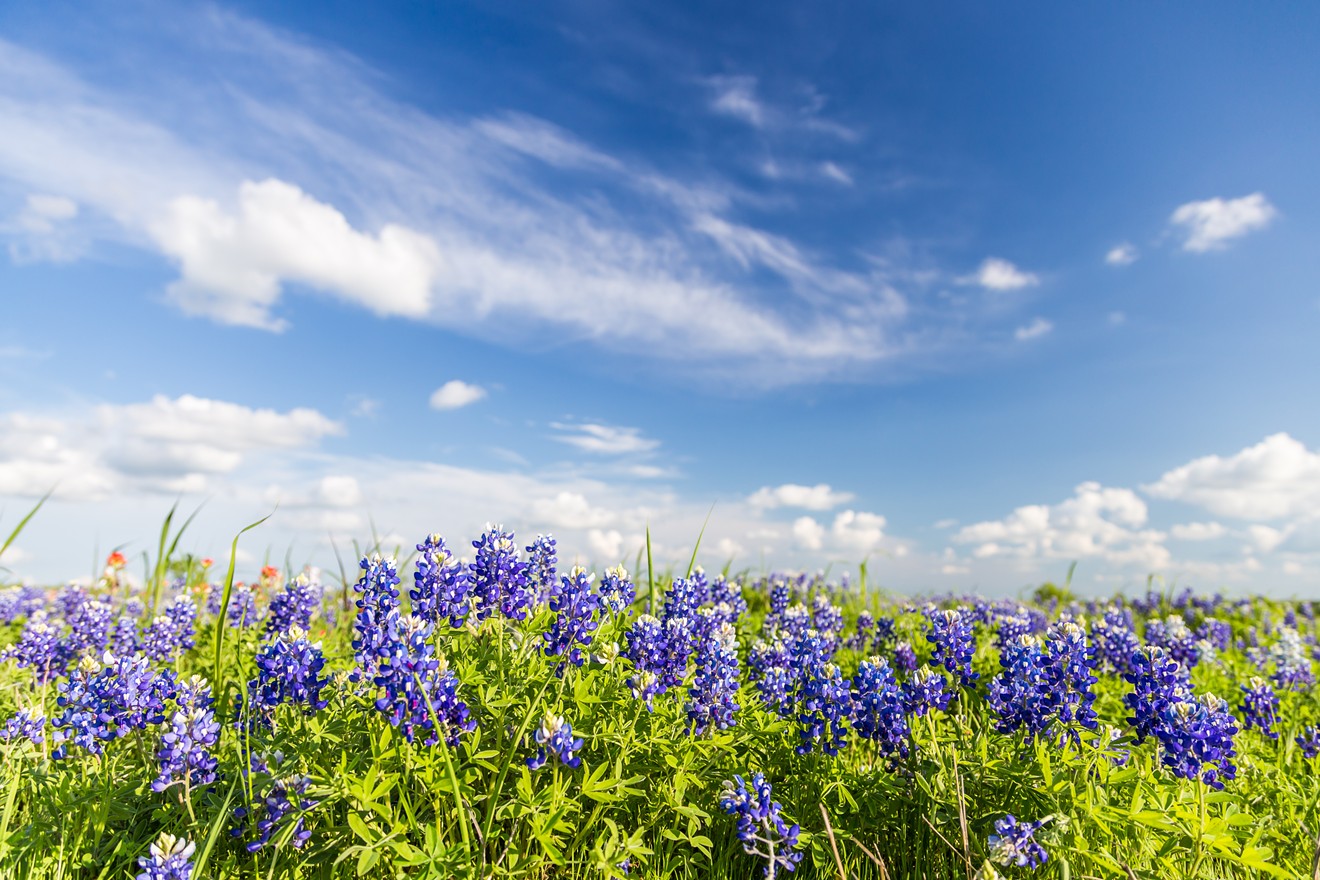 Bluebonnets are God's gift to Texas.