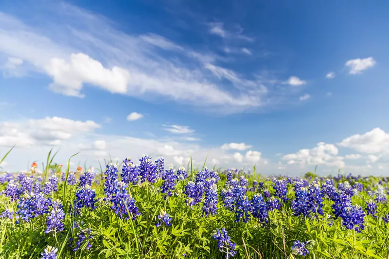 Image: Bluebonnets are God's gift to Texas.