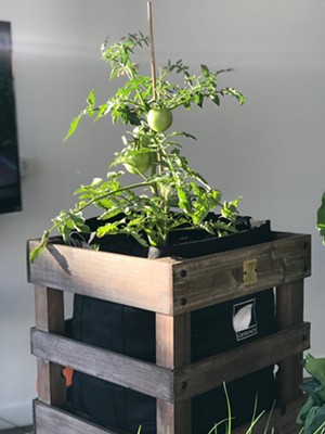If you're planning to grow tomatoes on your patio, Gardenuity will even send you a rolling container and a "grow bag." - BETH RANKIN