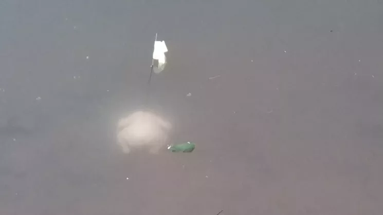 The author attempts to test how long it takes a sunken chicken to float in the nameless creek. - JOE PAPPALARDO