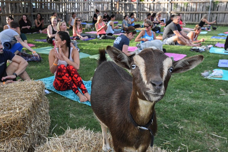 Yoga with goats, it's really that simple. - HANNAH RIDINGS