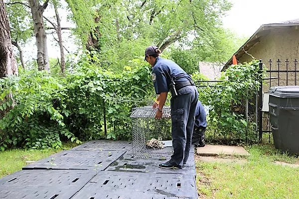 We put our animal control staff on a knife's edge between protection of people and protection of animals. We need to draw that line ourselves. - DALLASCITYHALL.COM