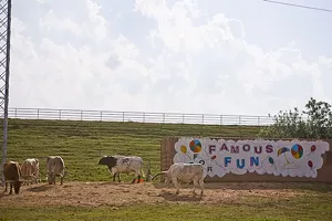 Fuel City's kitsch — including its livestock — have always been a draw. The tacos, however, are not. - SARA KERENS