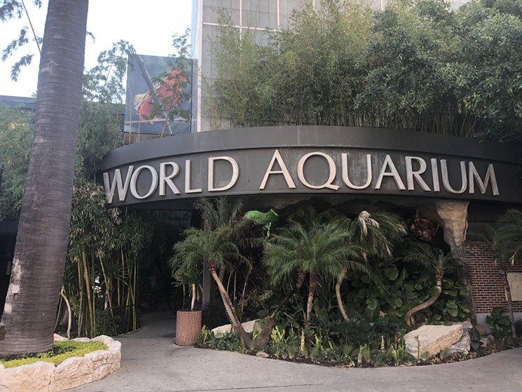 The Dallas World Aquarium has been around since 1992. - BRAD LACOUR