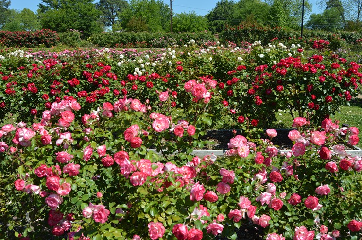 Stop and smell the roses. - COURTESY TYLER ROSE GARDEN
